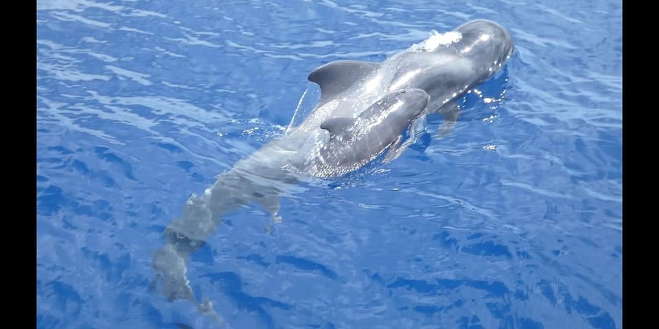 Costa Adeje: MAXICAT Whale and Dolphin Cruise with Food and Pickup gallery 3