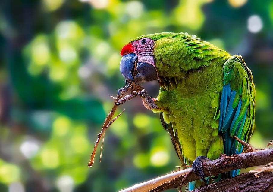 Loro Parque gallery 4