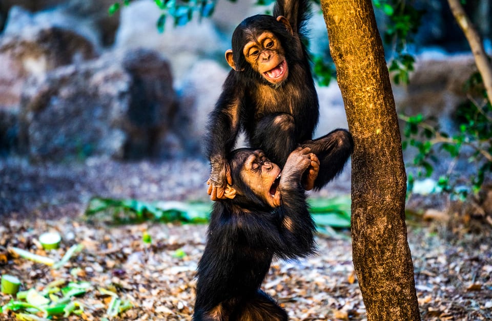 Loro Parque gallery 2