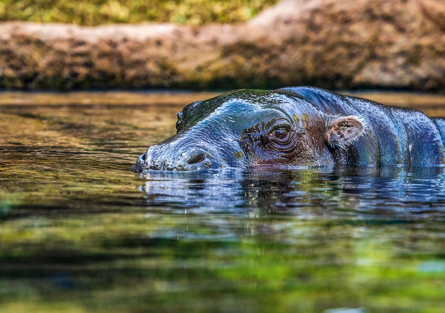 Loro Parque gallery 3