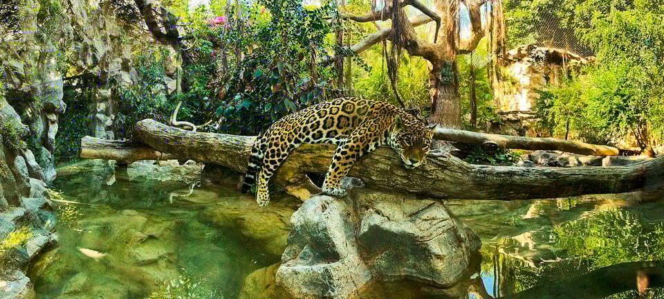 Loro Parque gallery 3