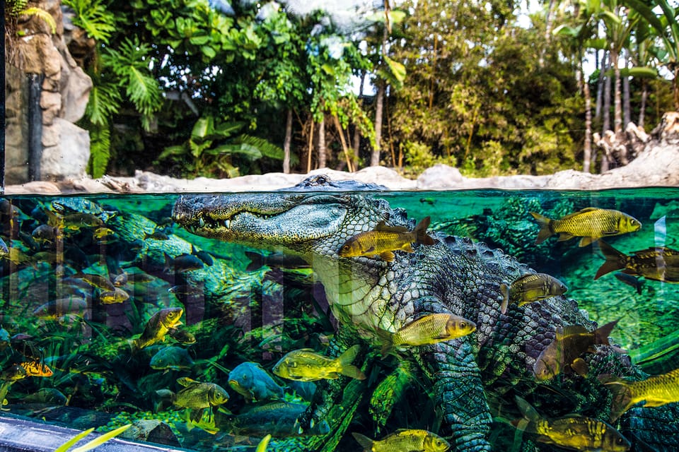 Loro Parque gallery 4