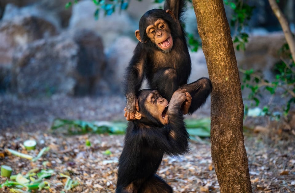 Loro Parque & Siam Park - Twin Ticket gallery 2