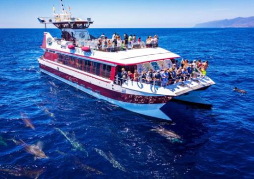 Boat Trips